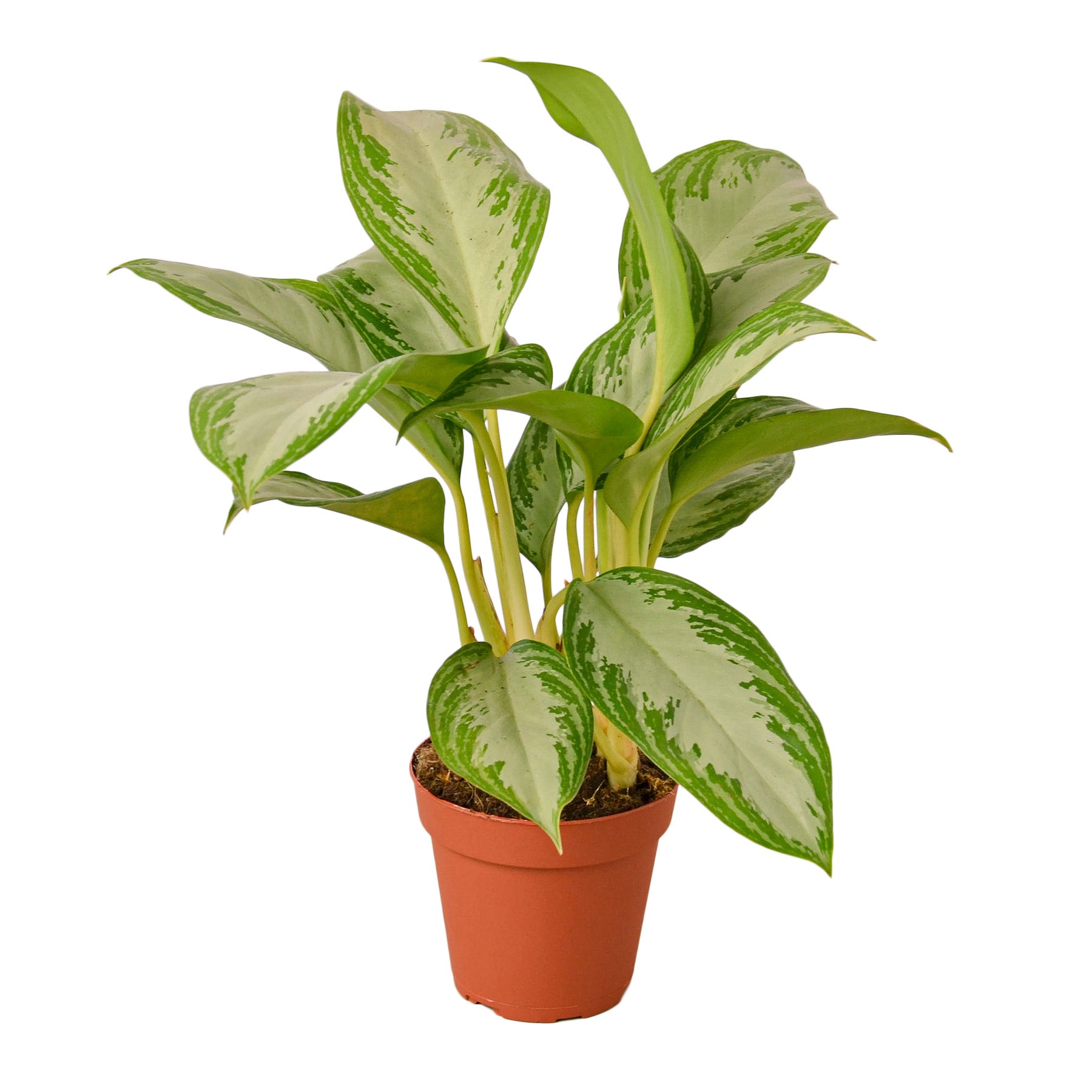 A beautiful plant in a pot on a white background at the best garden nursery near me.