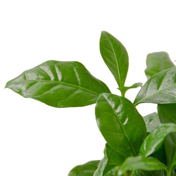 Description: A plant with green leaves on a white background, available at top garden centers near me.
