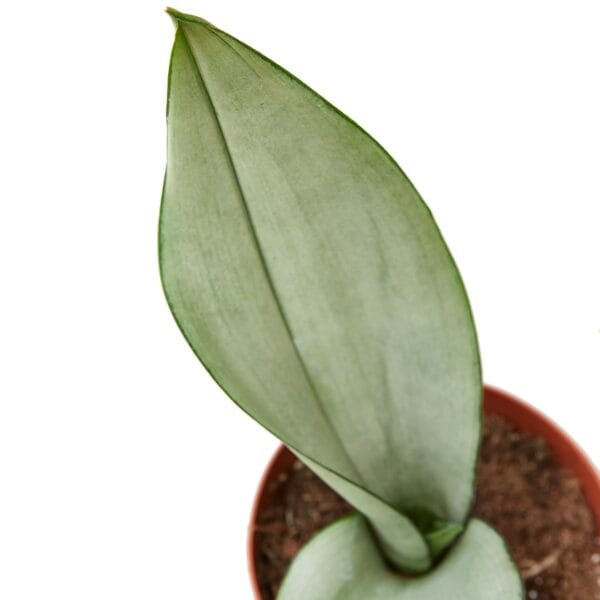A green plant in a pot on a white background found at a best plant nursery near me.