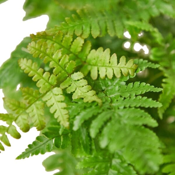 A close up of green fern leaves on a white background in a plant nursery near me.