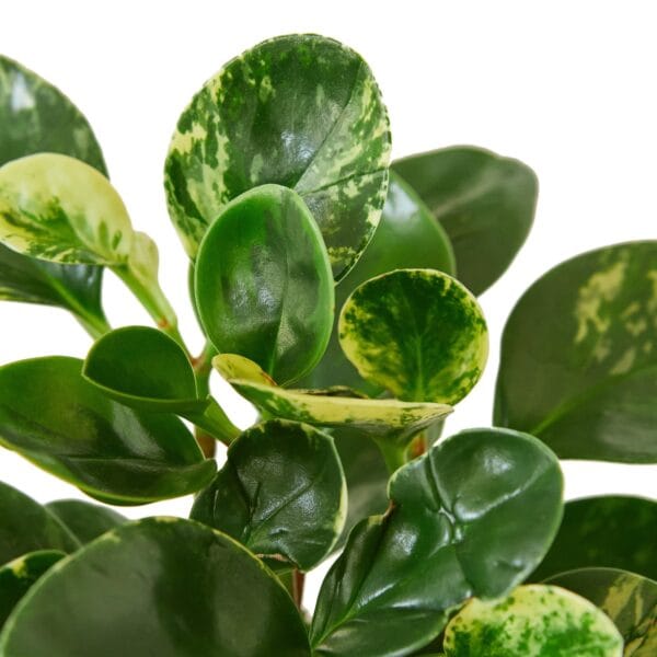 A plant with green leaves on a white background, available at the best garden center near me or nursery near me.