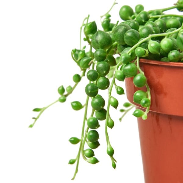 Green plants in a pot at a nearby garden center.