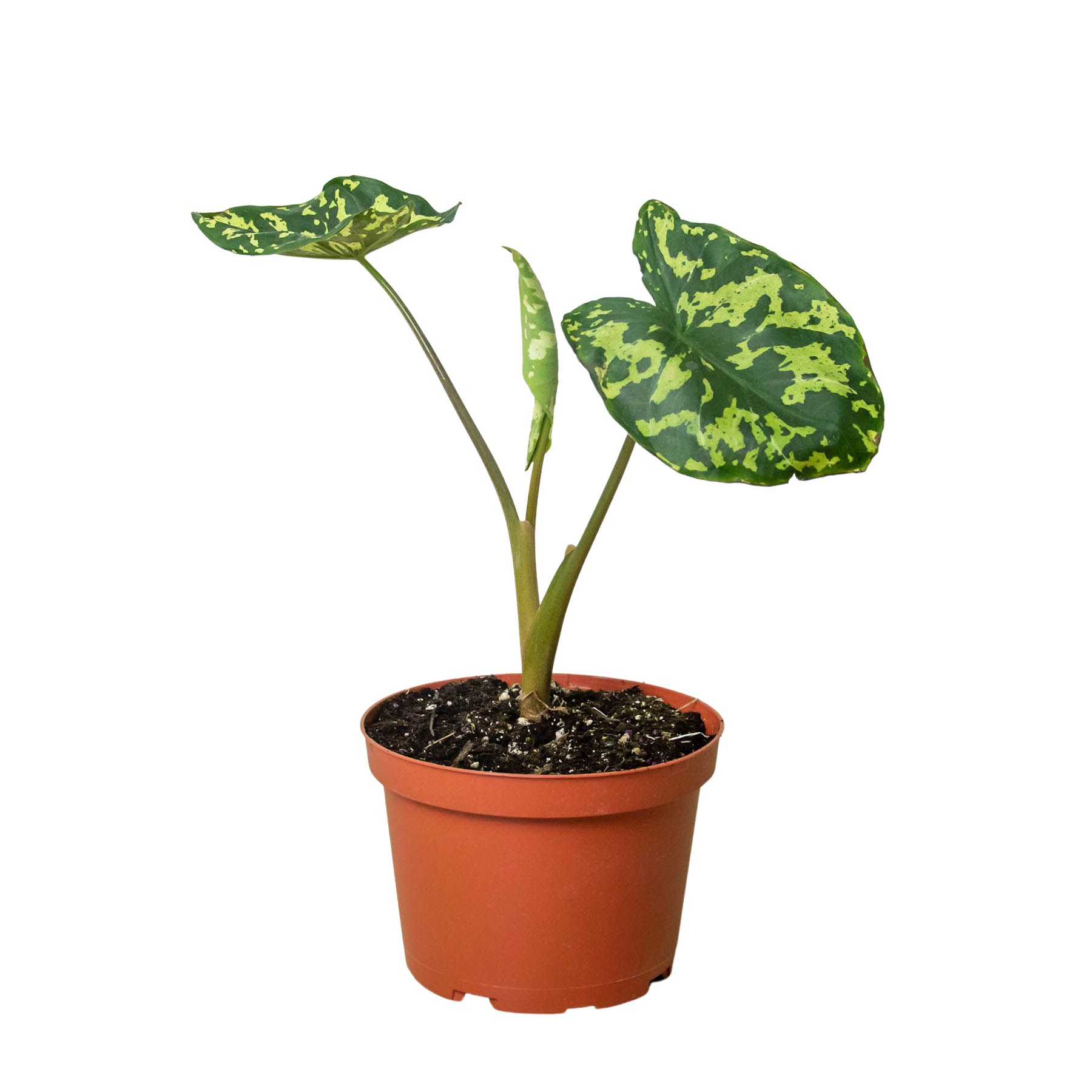 A small plant in a pot on a white background at a plant nursery.