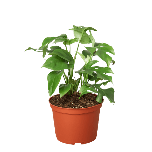 A plant in a pot on a black background at a garden center near me.