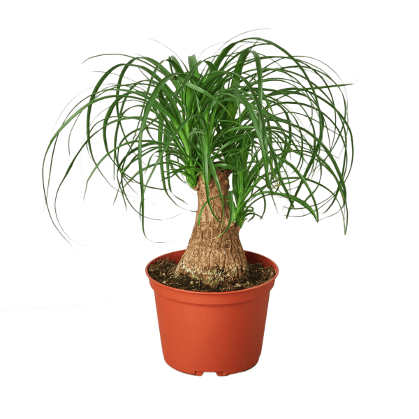 A small plant in a red pot on a garden center table.