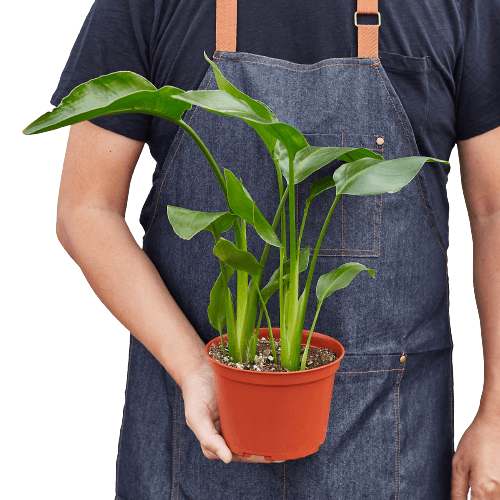 A man in a blue apron holding a potted plant at the best nursery near me.