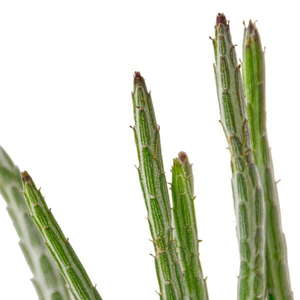 A close up of the stems of a plant at a plant nursery.