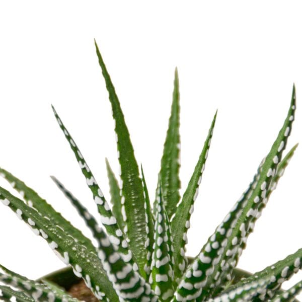 Aloe vera plant in a pot on a white background at a garden center near me.