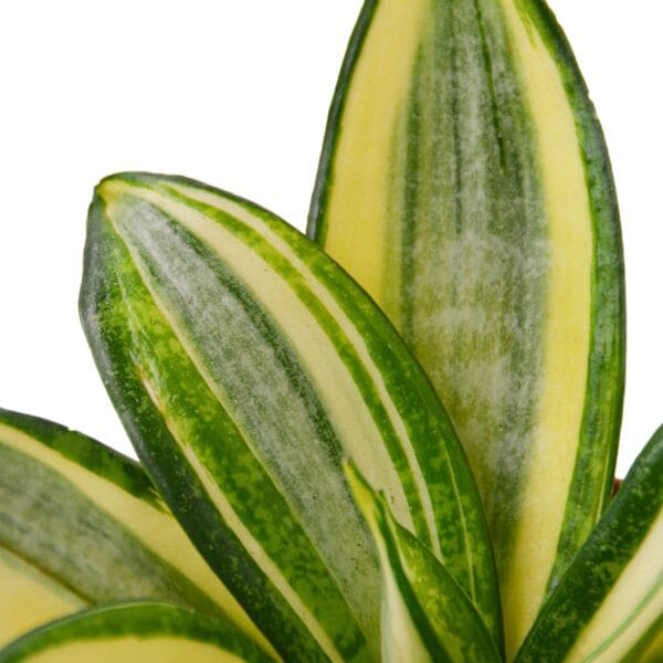 A close up of a plant with yellow and green stripes available at the best nursery near me.