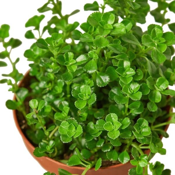 A small plant in a pot displayed on a white background at a garden center near me.