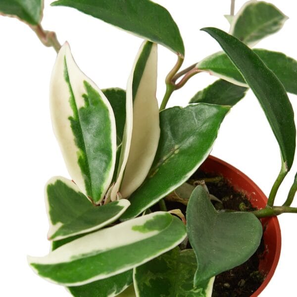 A plant with white and green leaves in a red pot is available at the best garden nursery near me.