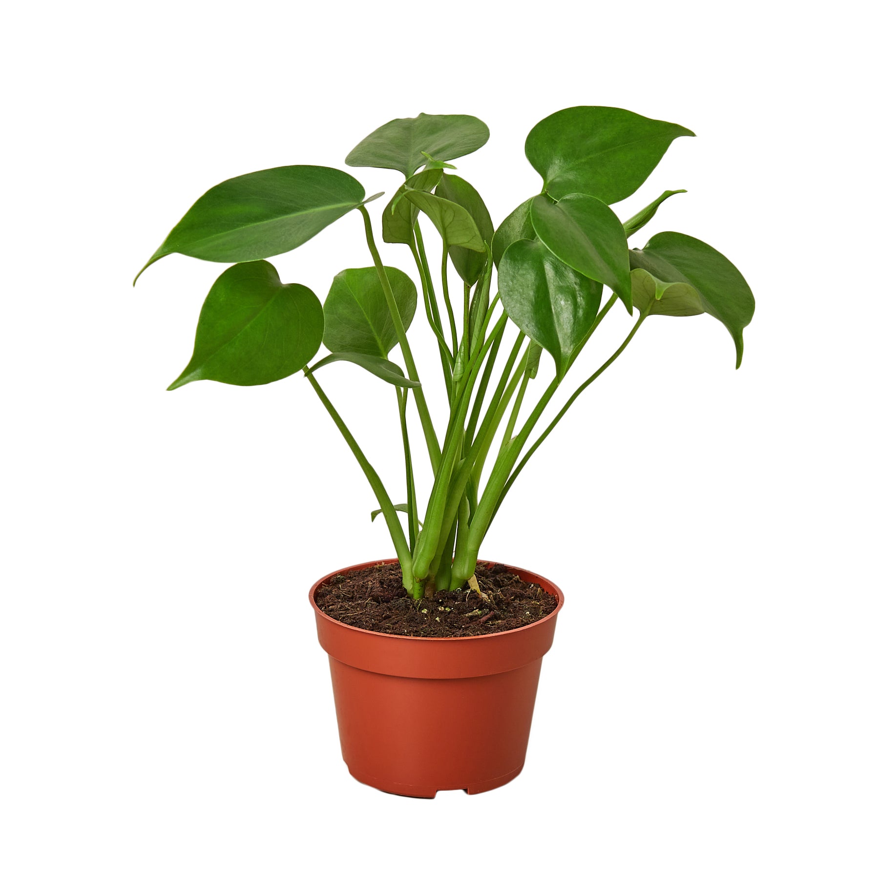 A plant in a pot on a white background at a nursery near me.
