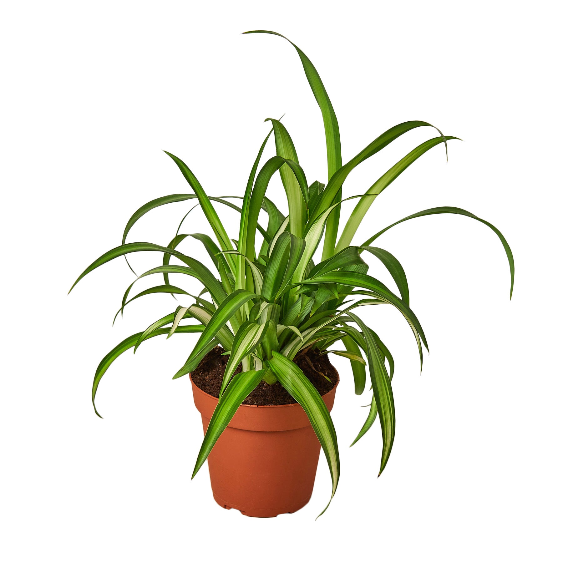 A potted plant on a white background at a garden center.
