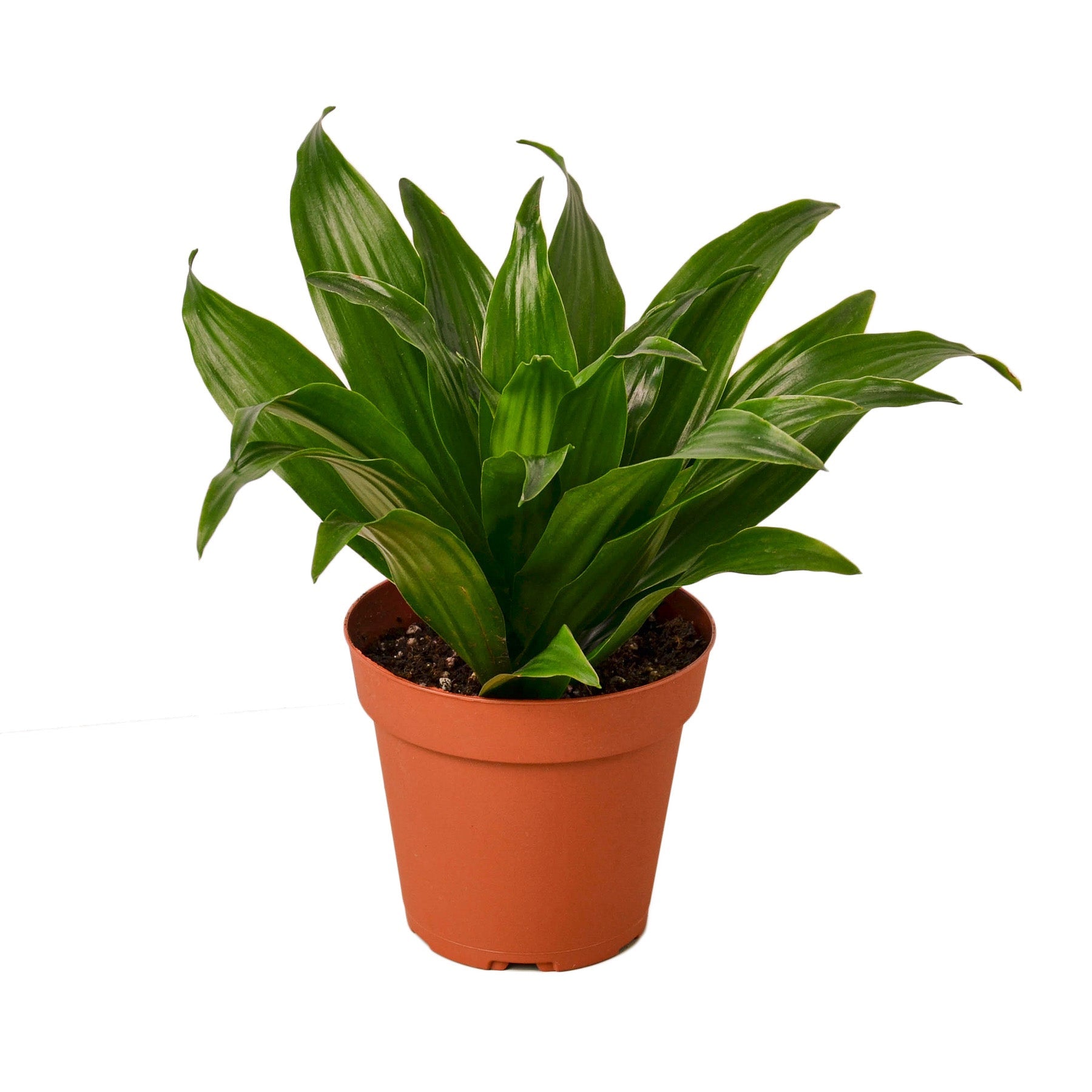 A plant in a pot on a white background from one of the top garden centers near me.