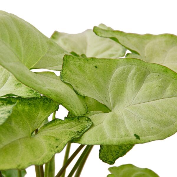 A plant in a white vase with green leaves at the best garden center near me.
