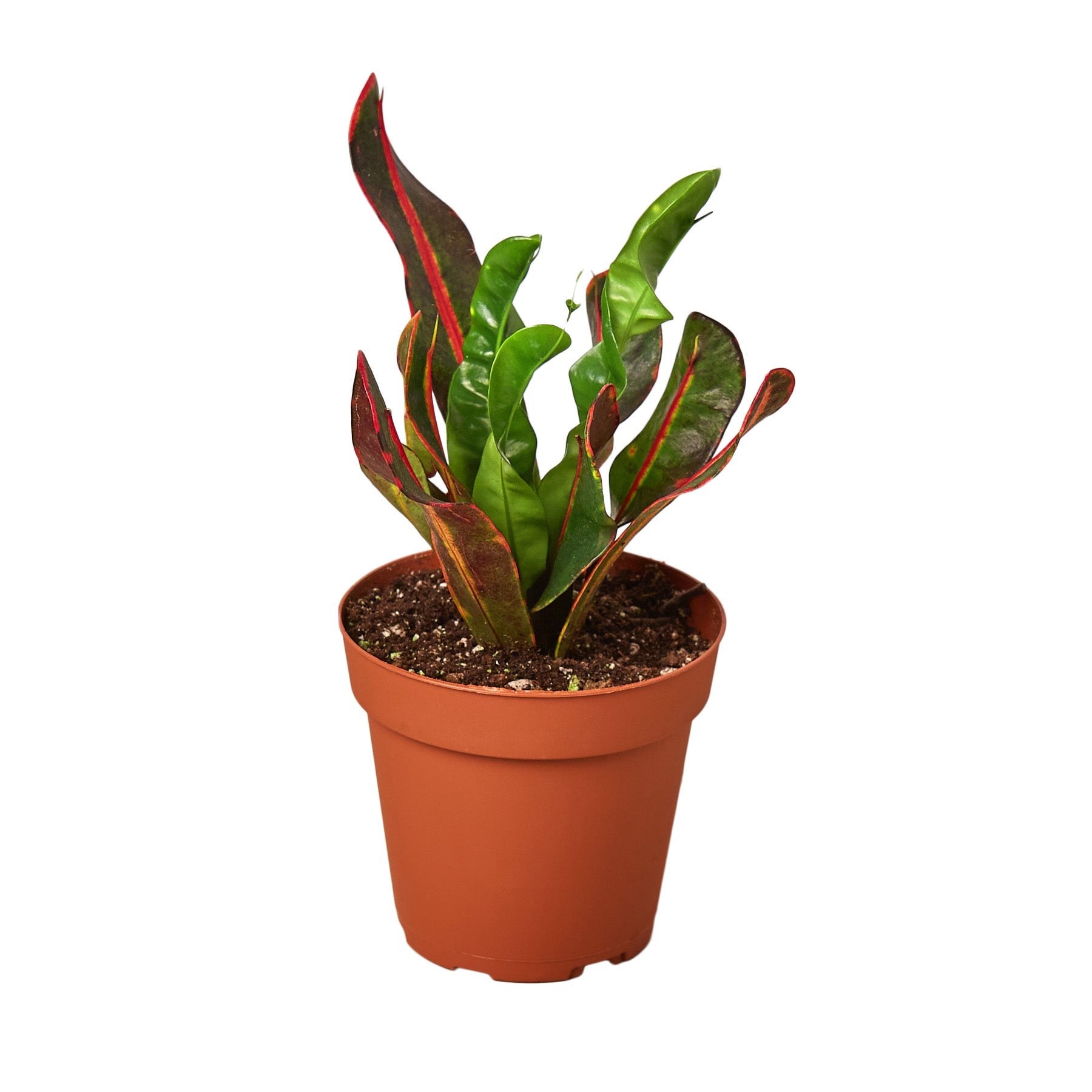 A potted plant with vibrant red and green leaves.
