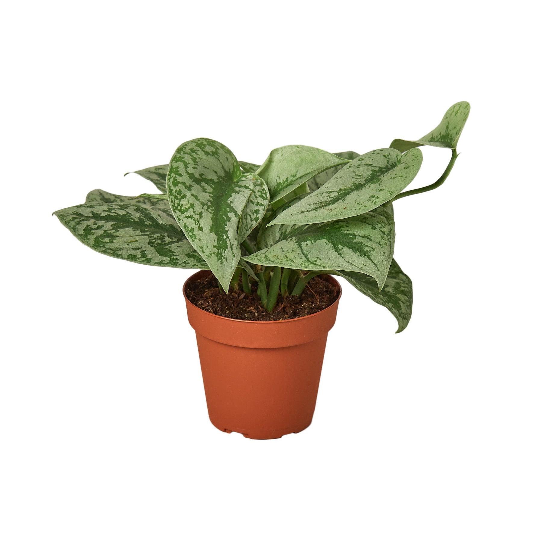 A small plant in a pot with a white background, perfect for a nearby garden center or nursery.
