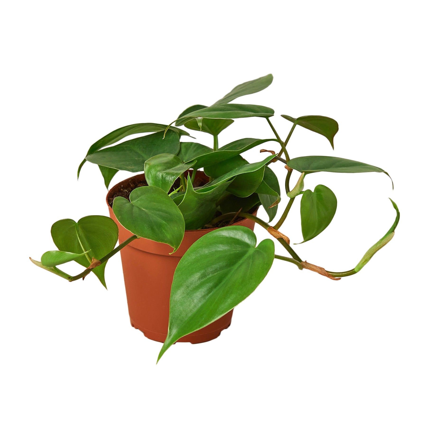 A plant in a pot on a white background, available at the best nursery near me.
