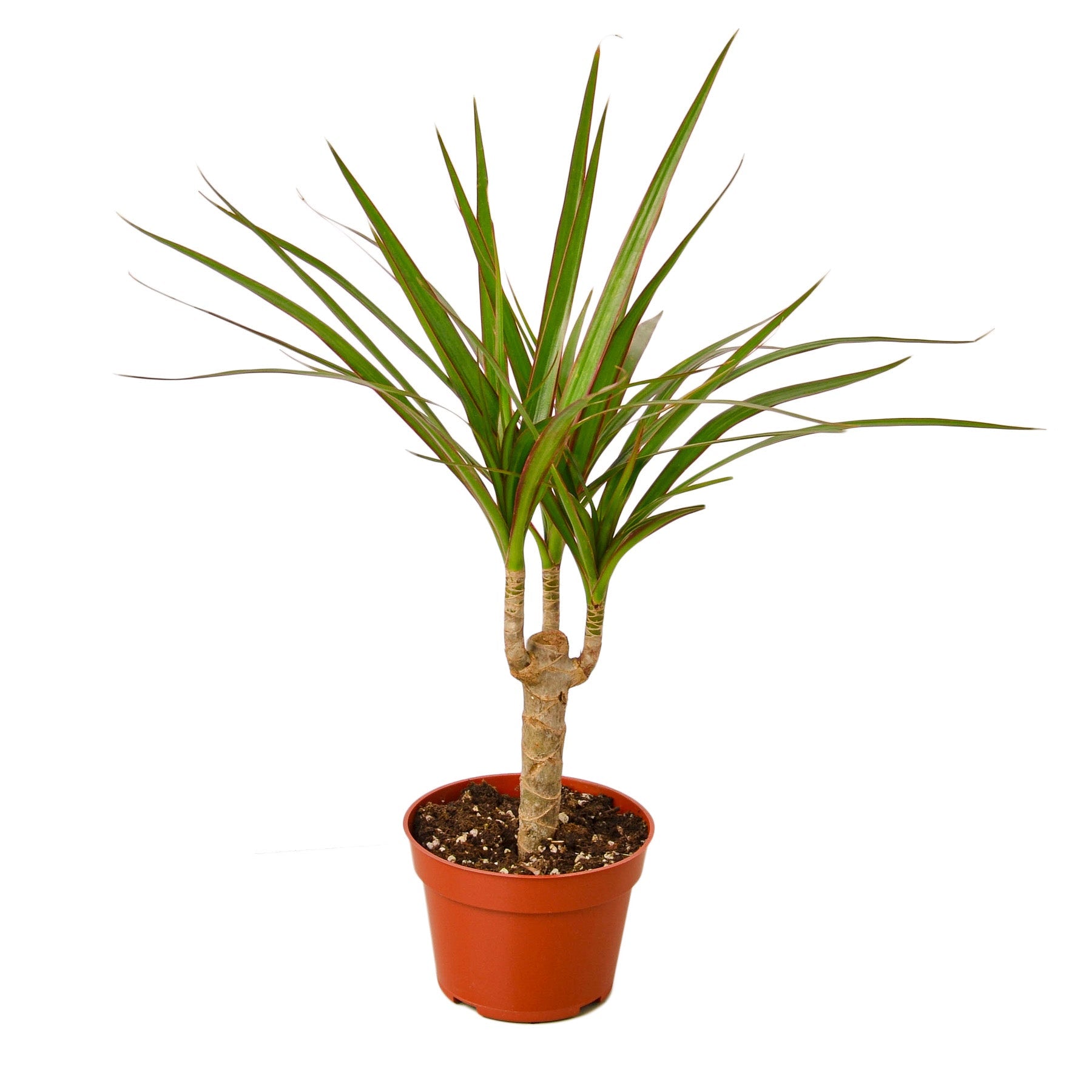 A potted palm tree on a white background.