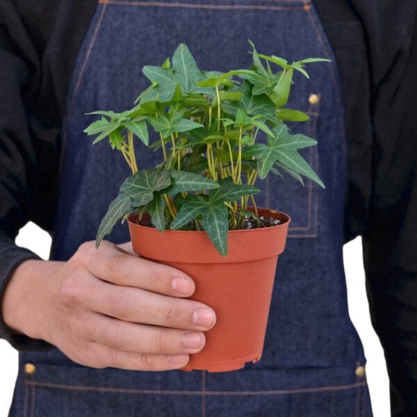 A man holding a potted plant in an apron at one of the top plant nurseries near me.