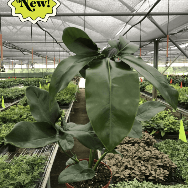 A person holding a potted plant at a garden center.