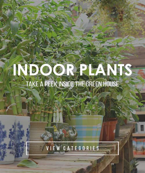 indoor-plants-categories22 (1)