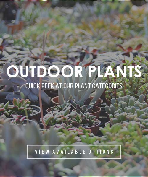 outdoor-plants22 (1)