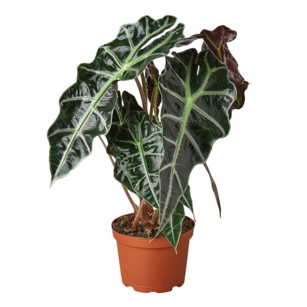A plant with large leaves in a pot on a white background, available at the best garden nursery near me.