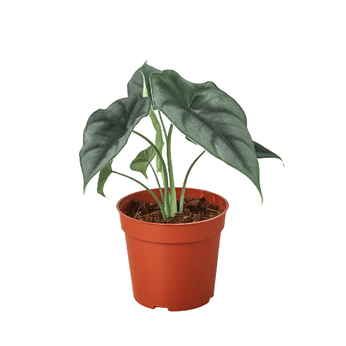 A plant in a pot displayed against a black background.
