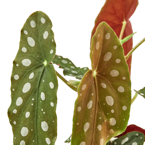 A polka dot plant found at the best garden nursery near me.