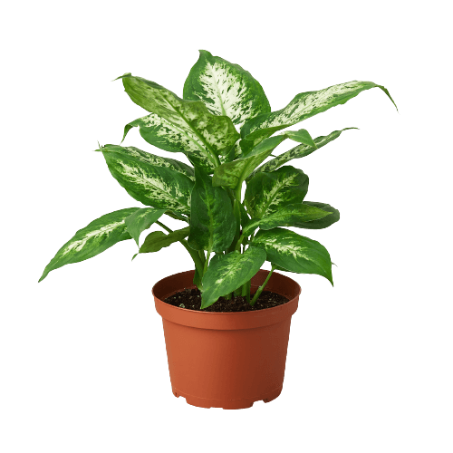 A vibrant plant in a pot on a sleek black background, available at the best plant nursery near me.