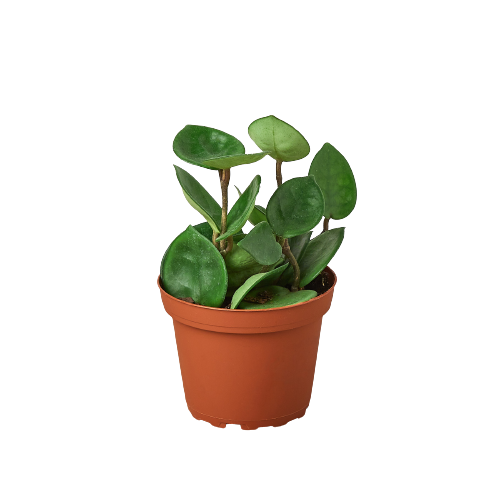 A small plant in a pot on a black background at one of the best plant nurseries near me.