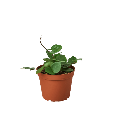A small plant in a pot on a black background is showcased, highlighting its beauty and simplicity.