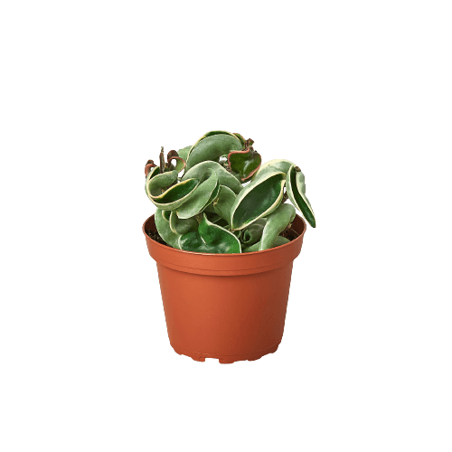 A cactus in a pot displayed on a black background at one of the top plant nurseries near me.