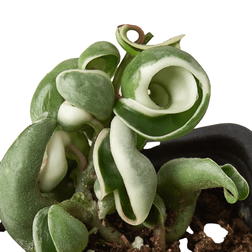 3_HOYA_ROPEVARIEGATED_2-removebg-preview.png The best plant nursery near me offers a green plant with white flowers in a black pot.