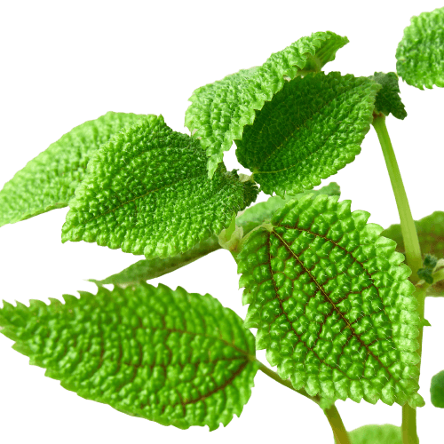 A vibrant plant with lush green leaves set against a sleek black background.