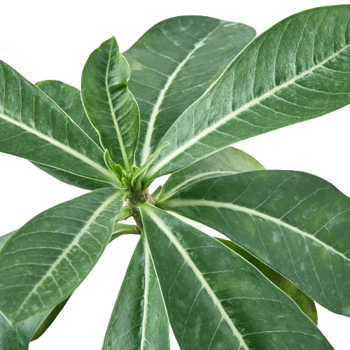 A lush plant with vibrant green leaves set against a deep black background.