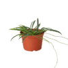 A small plant in a pot on a black background, perfect for any top plant nurseries near me.