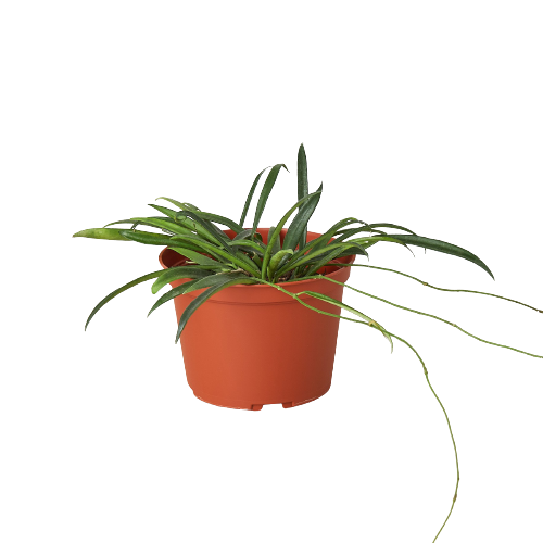 A small plant in a pot on a black background, perfect for any top plant nurseries near me.