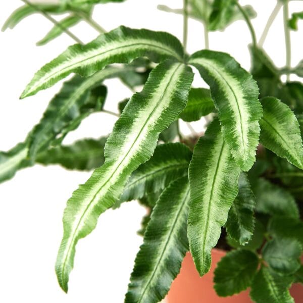 A vibrant plant with green leaves in a pot on a white background at the best plant nursery near me.