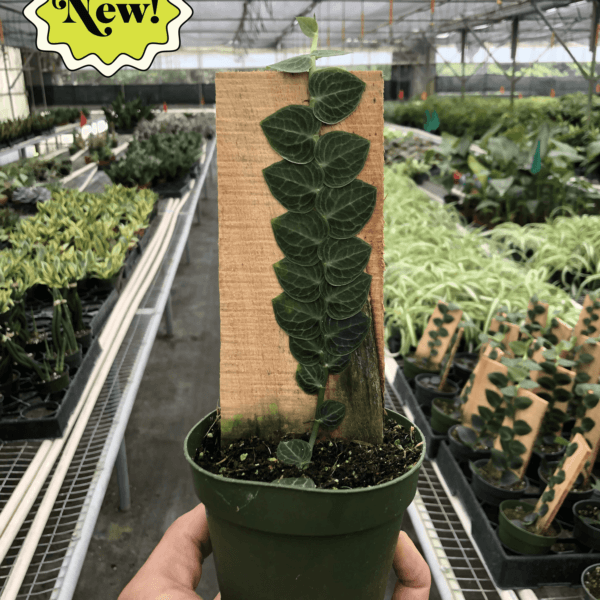 A person holding a plant in a pot at a top garden nursery near me.
