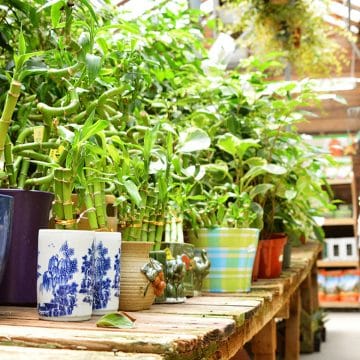 indoor-plants-72-555-360x360