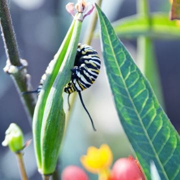 milkweed72-555-360x360