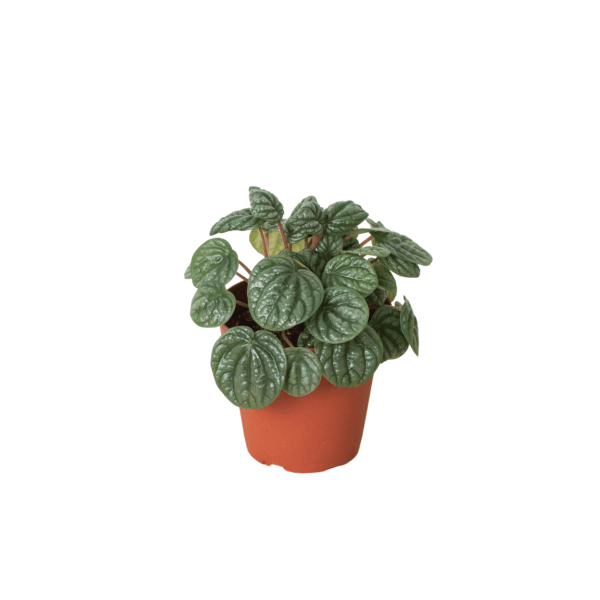 A small green houseplant with round, textured leaves in an orange-brown plastic pot, isolated on a white background.
