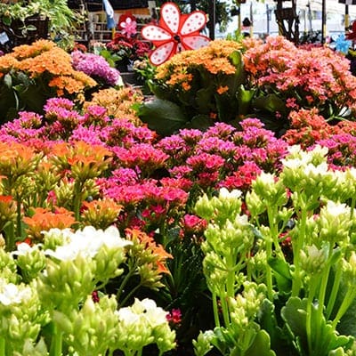 canoga-park-outdoor-plants
