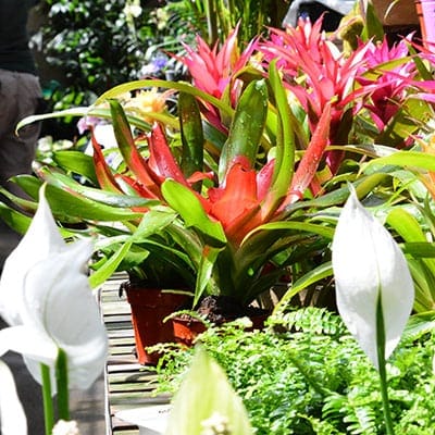 green-house-canoga-park