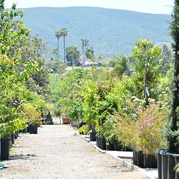 4-acres-of-land-tons-of-trees (1) A line of potted plants with mountains in the background.