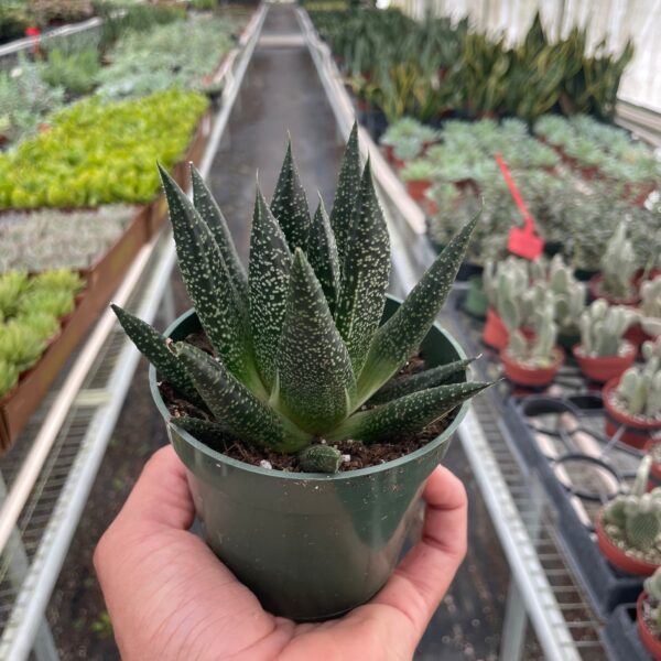 A hand holds a small potted succulent inside a greenhouse filled with various other succulent plants arranged on tables.
