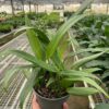 A hand holds a potted green plant with long, narrow leaves inside a greenhouse filled with other plants on metal shelves.