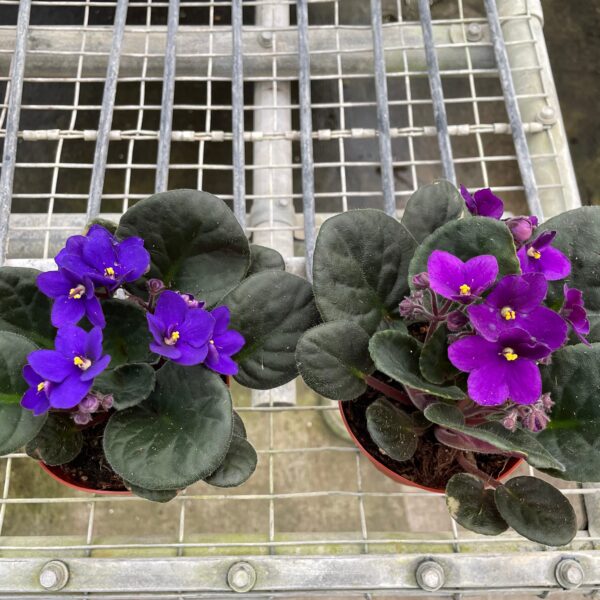 Two purple flowers in pots on a metal rack.
